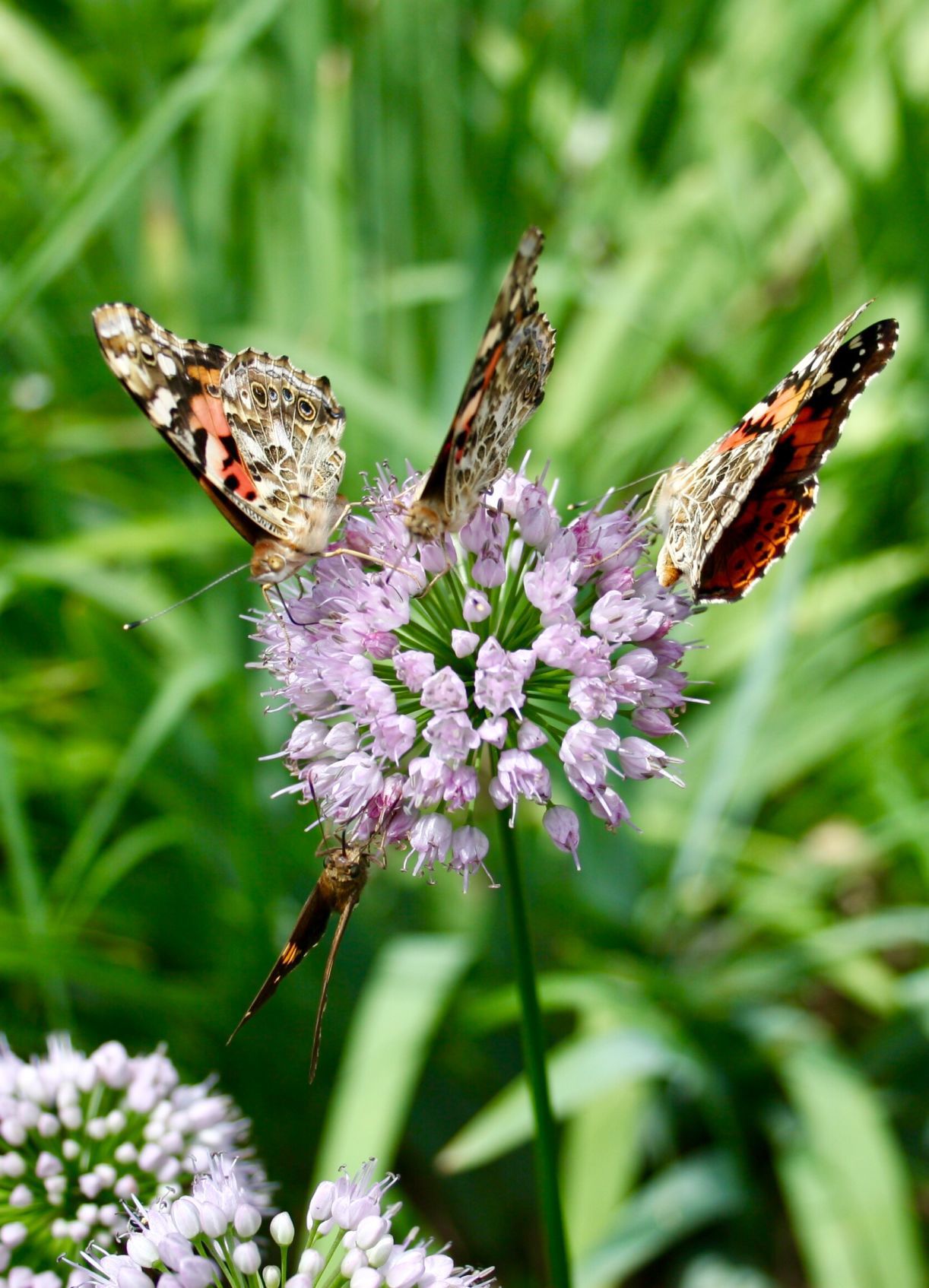 Painted lady 3